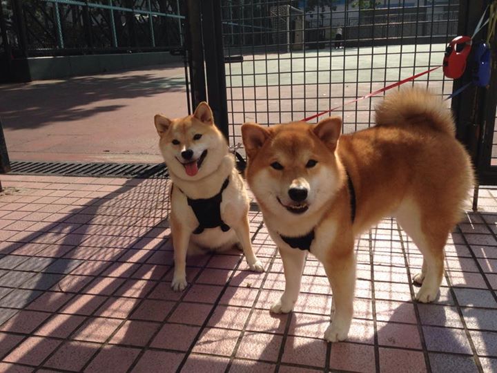 法甲“新贵”崛起,实力较劲不断加剧,法甲首秀