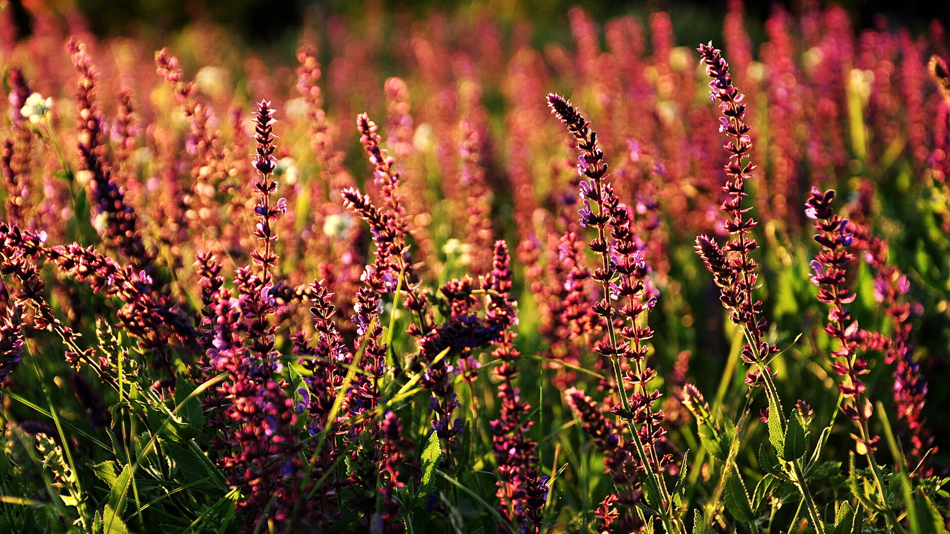 法国队止步欧洲杯八强,德尚面临下课压力,欧洲杯f组法国对德国