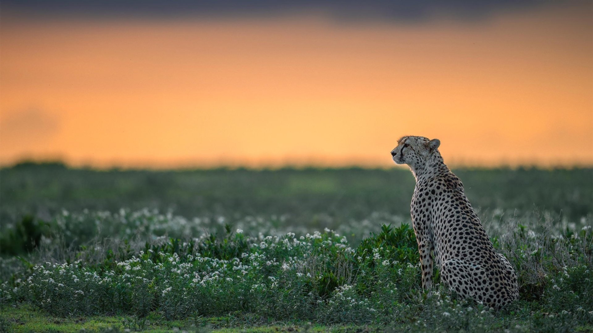 jiuyou.com-SN战队新人选手挑战赛，sn战队选手资料