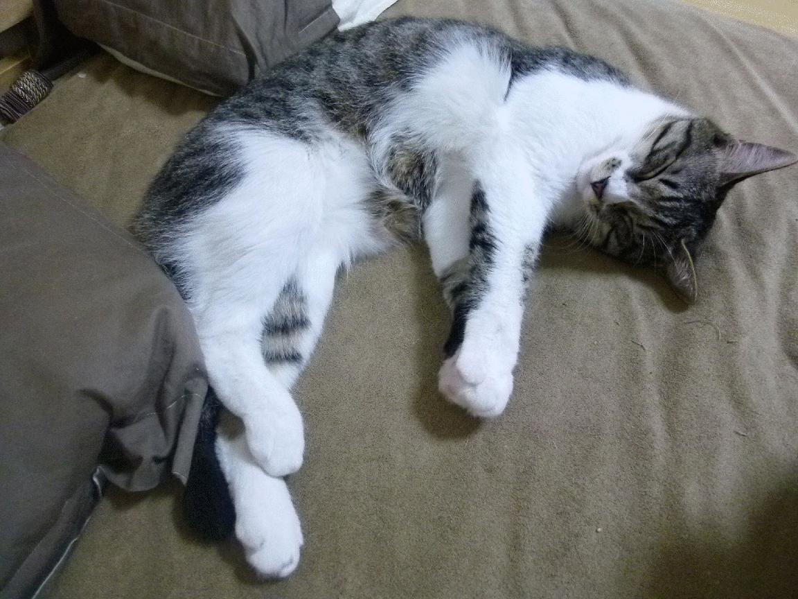 一触即发的足球冠军赛：紧张激烈，足球冠军视频