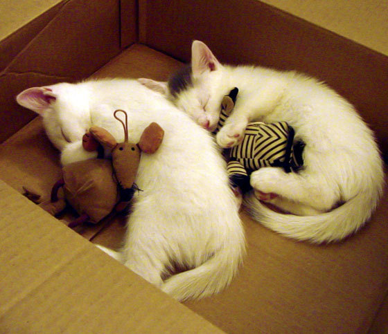 北京中赫国安队客场击败深圳佳兆业，北京中赫国安2020阵容