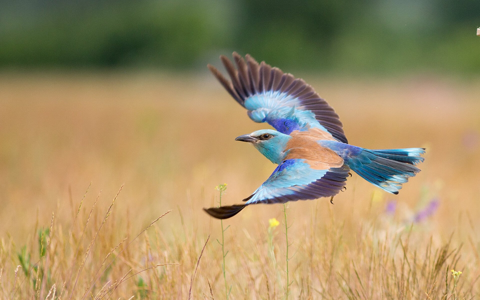 博卡青年季中引援助力球队，博卡青年著名球员