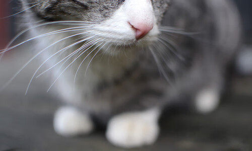 九游官网-布莱顿客场逼平水晶宫，英超保级形势稍显缓和，布莱顿对水晶宫比分结果