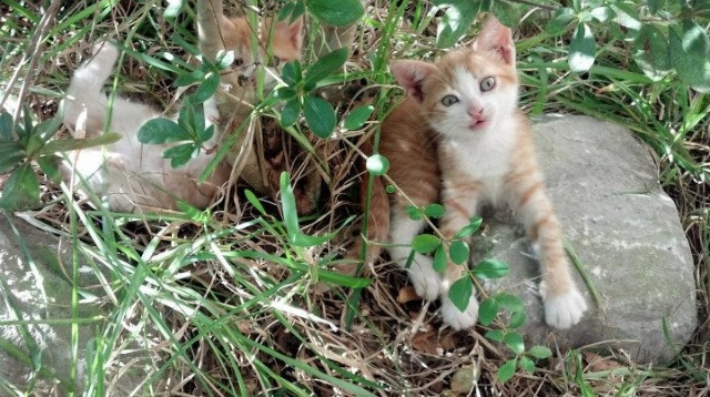 中国篮球青少年篮球发展政策实施现状与改进建议，青少年篮球培训现状的调查与分析