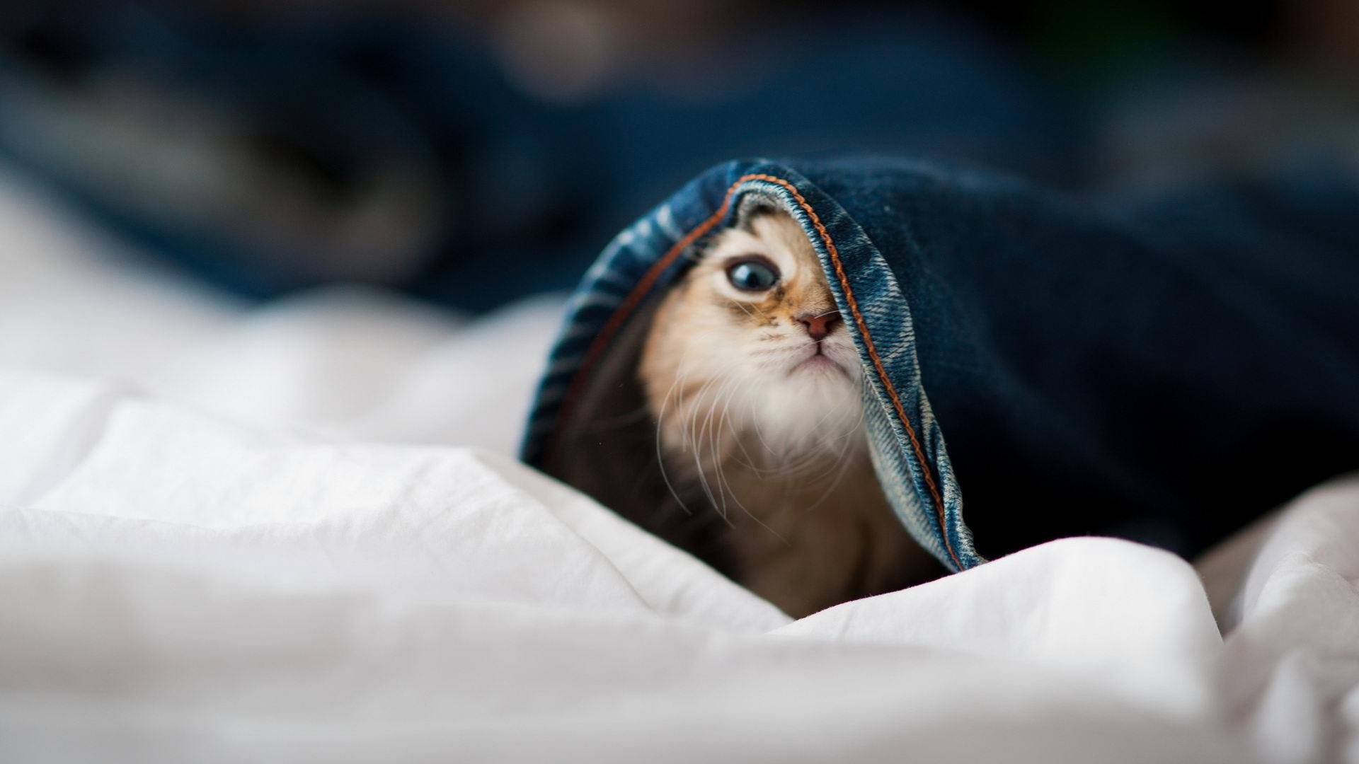 全国青少年悬挂竞速赛点燃全城运动热情，2020年全国青少年锦标赛规程