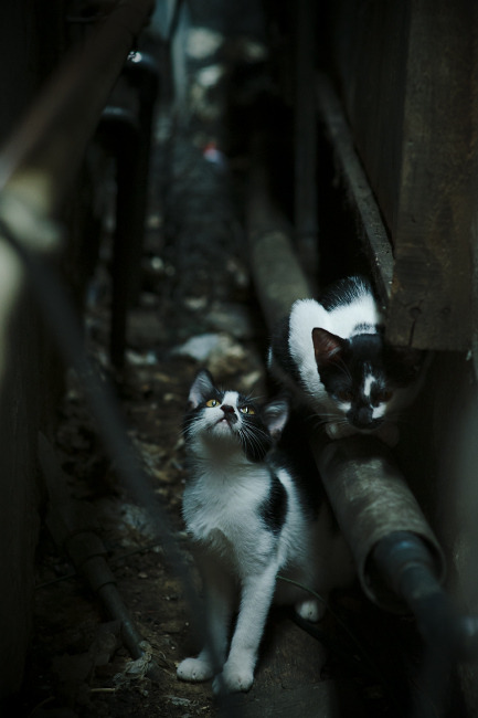 全国青少年马术耐力赛辽宁站圆满结束，马术耐力赛记录