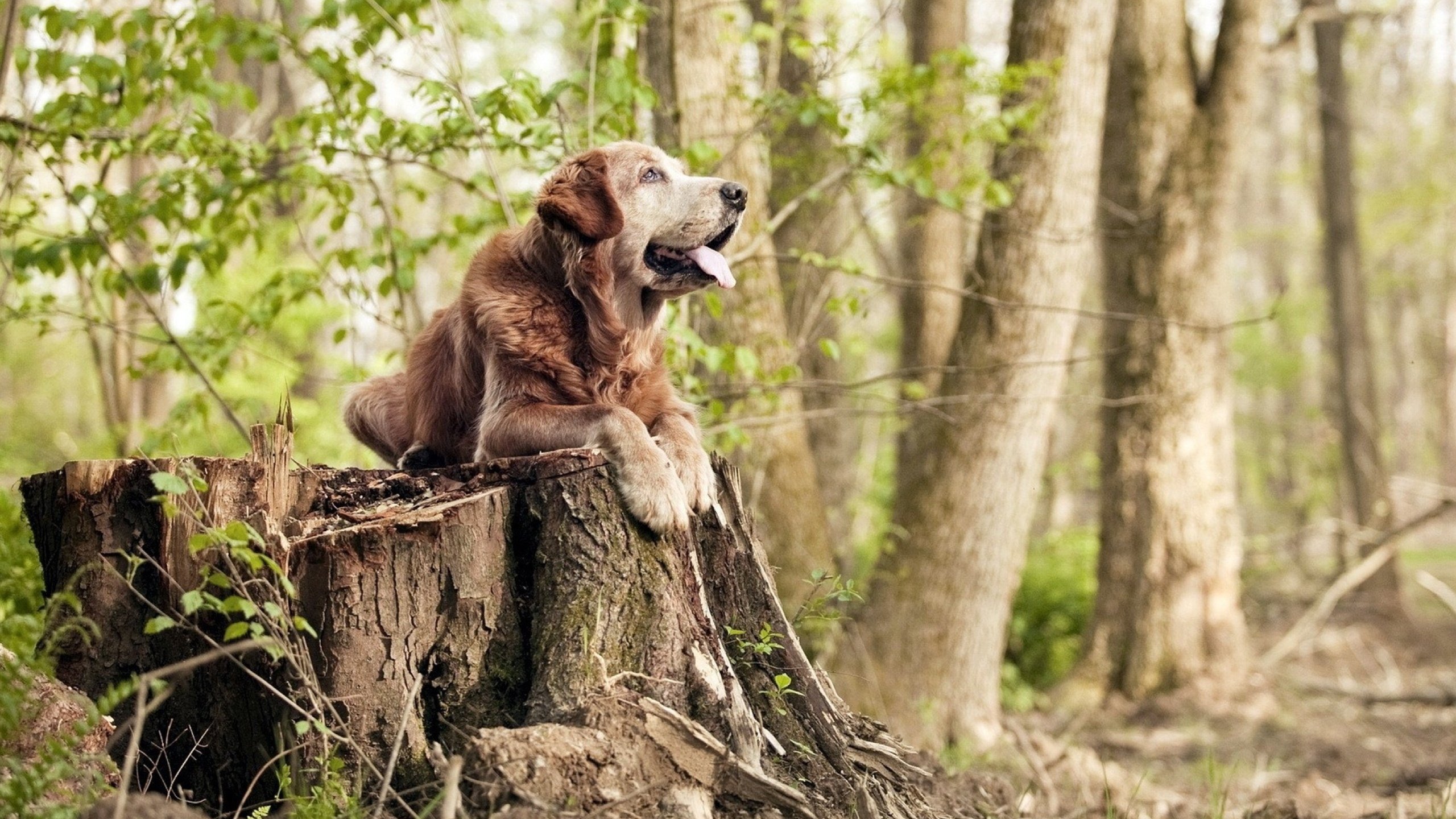 运动装备市场需求趋势，运动用品市场