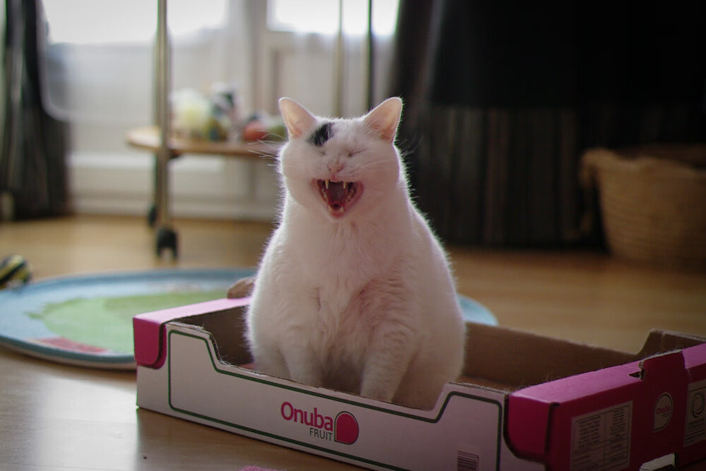 “2025世界运动会:东桃花岛缆绳滑水大赛火热开赛”