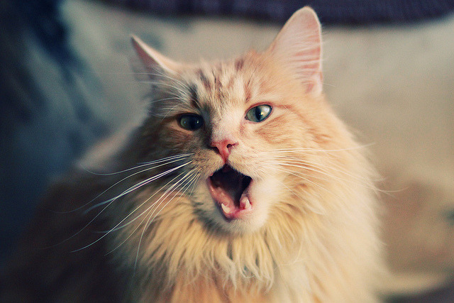 五大联赛是否重视转会球员第一场表现塑造球迷印象,五大联赛转会市场什么时候截止