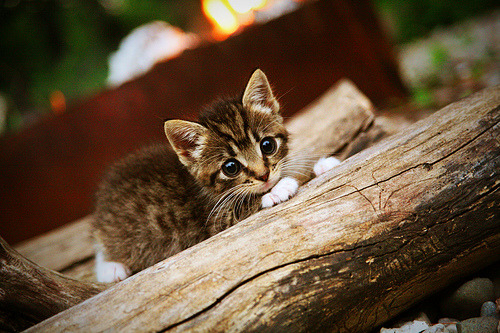 九游赛事-加拿大队的战术亮点：国际乒联混合团体世界杯精彩回顾，加拿大乒乓球外援