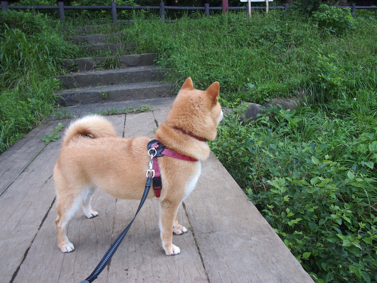 国家队比赛节奏适应力持续低迷